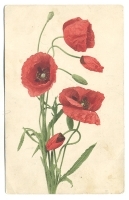 Маки Открытка артикул 1672c.